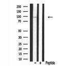 HPK1 Antibody in Western Blot (WB)