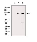 HPK1 Antibody in Western Blot (WB)