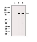 HPK1 Antibody in Western Blot (WB)