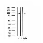 MASTL Antibody in Western Blot (WB)