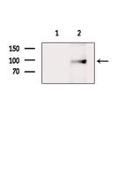 MASTL Antibody in Western Blot (WB)