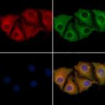 IARS2 Antibody in Immunocytochemistry (ICC/IF)