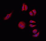 14-3-3 gamma Antibody in Immunocytochemistry (ICC/IF)