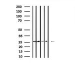 14-3-3 gamma Antibody in Western Blot (WB)