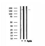 BCOR Antibody in Western Blot (WB)