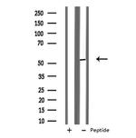 CADM1 Antibody in Western Blot (WB)