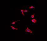 CCR11 Antibody in Immunocytochemistry (ICC/IF)