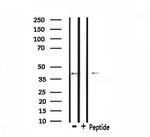 CCR11 Antibody in Western Blot (WB)