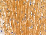 COX6C Antibody in Immunohistochemistry (Paraffin) (IHC (P))