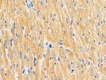 COX6C Antibody in Immunohistochemistry (Paraffin) (IHC (P))