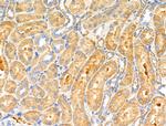 COX6C Antibody in Immunohistochemistry (Paraffin) (IHC (P))