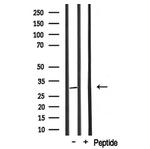 COX6C Antibody in Western Blot (WB)