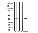 POU4F3 Antibody in Western Blot (WB)