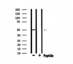 PSMD12 Antibody in Western Blot (WB)