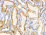 MRPL11 Antibody in Immunohistochemistry (Paraffin) (IHC (P))