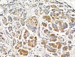 MRPL44 Antibody in Immunohistochemistry (Paraffin) (IHC (P))