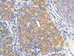 MRPL44 Antibody in Immunohistochemistry (Paraffin) (IHC (P))