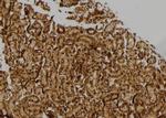 RPL17 Antibody in Immunohistochemistry (Paraffin) (IHC (P))