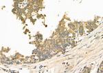 ABHD7 Antibody in Immunohistochemistry (Paraffin) (IHC (P))