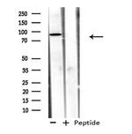 ADAM32 Antibody in Western Blot (WB)