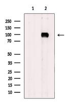 ADAM32 Antibody in Western Blot (WB)