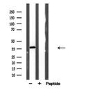 AKR1E2 Antibody in Western Blot (WB)