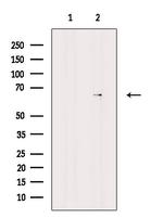 Arylsulfatase E Antibody in Western Blot (WB)