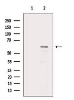 ATP5A1 Antibody in Western Blot (WB)