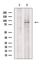 DDX50 Antibody in Western Blot (WB)