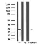 BOK Antibody in Western Blot (WB)