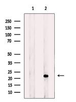 BOK Antibody in Western Blot (WB)