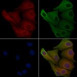 Carboxypeptidase M Antibody in Immunocytochemistry (ICC/IF)