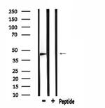 ATG4C Antibody in Western Blot (WB)