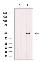 ATG4C Antibody in Western Blot (WB)