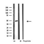 EFEMP2 Antibody in Western Blot (WB)