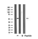 Fibulin 5 Antibody in Western Blot (WB)