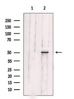 Fibulin 5 Antibody in Western Blot (WB)