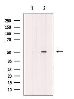 GABRA6 Antibody in Western Blot (WB)