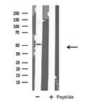 GABRA6 Antibody in Western Blot (WB)