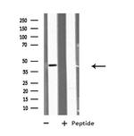 GDF7 Antibody in Western Blot (WB)