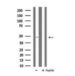 MRPS27 Antibody in Western Blot (WB)