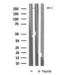 EGFL4 Antibody in Western Blot (WB)