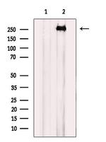 EGFL4 Antibody in Western Blot (WB)