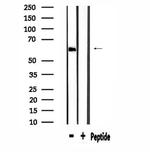 EGFL5 Antibody in Western Blot (WB)