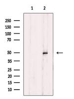 MAZ Antibody in Western Blot (WB)