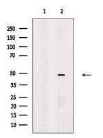 MAZ Antibody in Western Blot (WB)