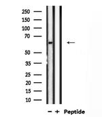 VGF Antibody in Western Blot (WB)