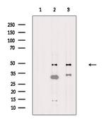 NUSAP1 Antibody in Western Blot (WB)