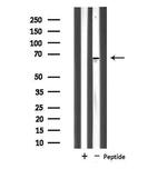 NOLC1 Antibody in Western Blot (WB)