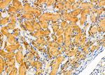 KCNK6 Antibody in Immunohistochemistry (Paraffin) (IHC (P))